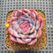 Echeveria sp. 2" Succulent Plant Cutting