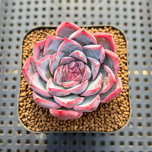 Echeveria sp. 2" Succulent Plant Cutting