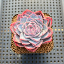 Echeveria sp. 2" Succulent Plant Cutting