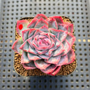 Echeveria sp. 2" Succulent Plant Cutting