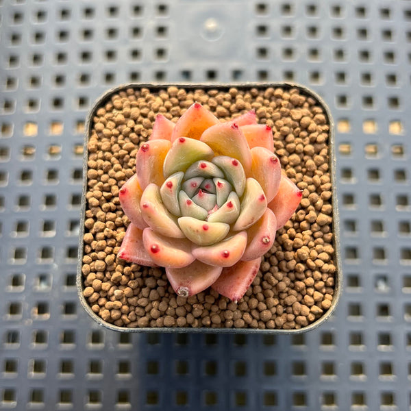 Echeveria sp. 1"-2" Succulent Plant Cutting