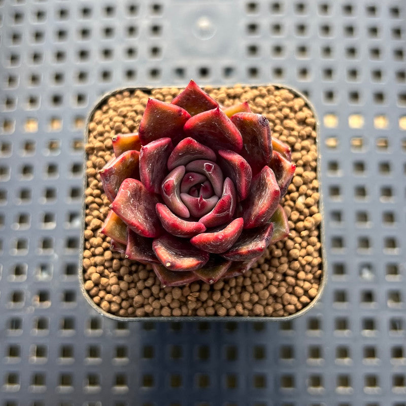 Echeveria sp. 1"-2" Succulent Plant Cutting