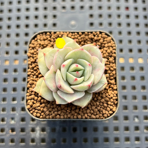 Echeveria 'Ben Badis' Variegated 1" Succulent Plant Cutting