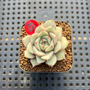 Echeveria 'Ben Badis' Variegated 1" Succulent Plant Cutting