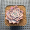 Echeveria 'A-Pink' 2" Succulent Plant Cutting