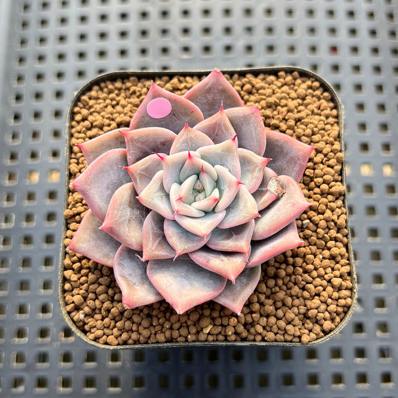 Echeveria 'A-Pink' 2" Succulent Plant Cutting