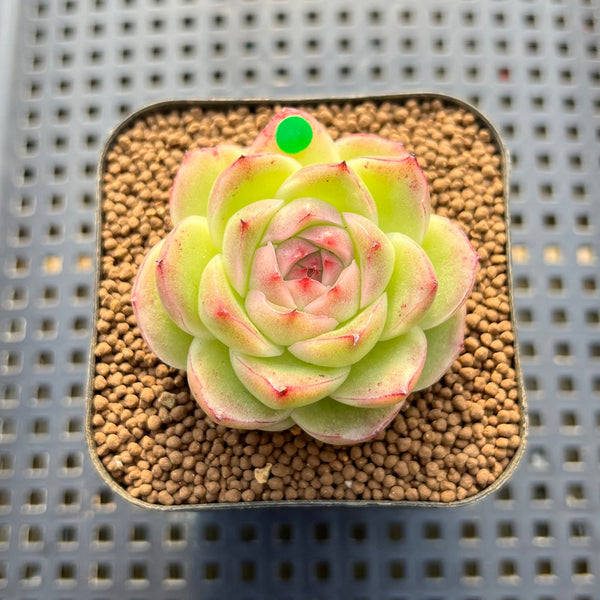 Echeveria sp. 2" Succulent Plant Cutting