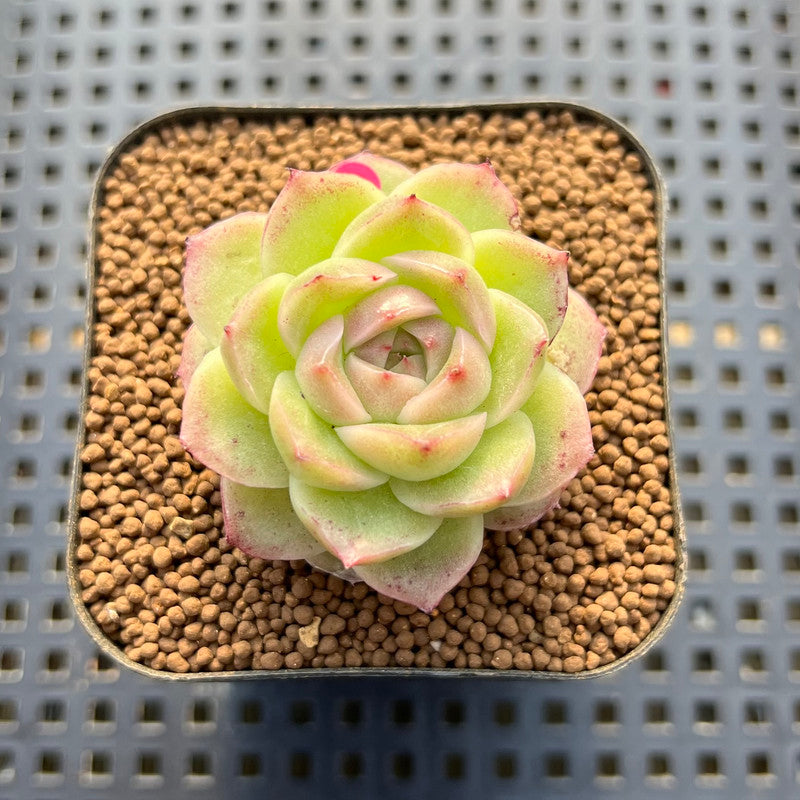 Echeveria sp. 2" Succulent Plant Cutting