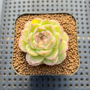 Echeveria sp. 2" Succulent Plant Cutting