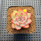 Echeveria 'Zion' 1"-2" Succulent Plant Cutting