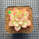 Echeveria 'Zion' 1"-2" Succulent Plant Cutting