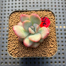 Echeveria 'Apple Candy' 2" Succulent Plant Cutting