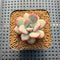 Echeveria 'Apple Candy' 2" Succulent Plant Cutting