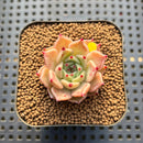 Echeveria 'Pink Hime' 1" Succulent Plant Cutting