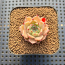 Echeveria 'Pink Hime' 1" Succulent Plant Cutting