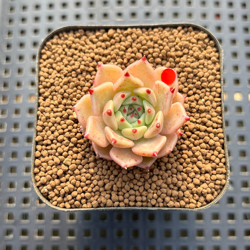 Echeveria 'Pink Hime' 1" Succulent Plant Cutting