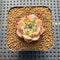 Echeveria 'Pink Hime' 1" Succulent Plant Cutting