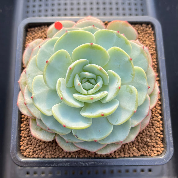 Echeveria 'Mont Blanc' 4"-5" Succulent Plant Cutting