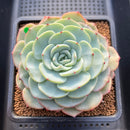 Echeveria 'Mont Blanc' 4"-5" Succulent Plant Cutting