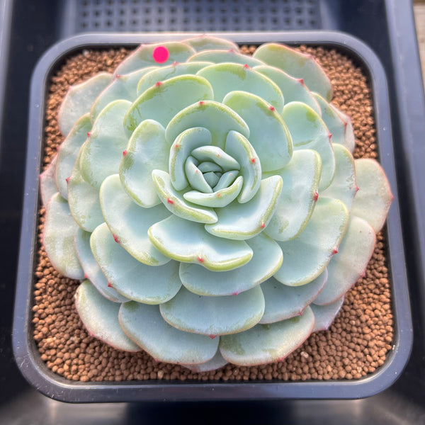 Echeveria 'Mont Blanc' 4"-5" Succulent Plant Cutting