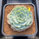 Echeveria 'Mont Blanc' 4"-5" Succulent Plant Cutting