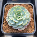 Echeveria 'Mont Blanc' 4"-5" Succulent Plant Cutting