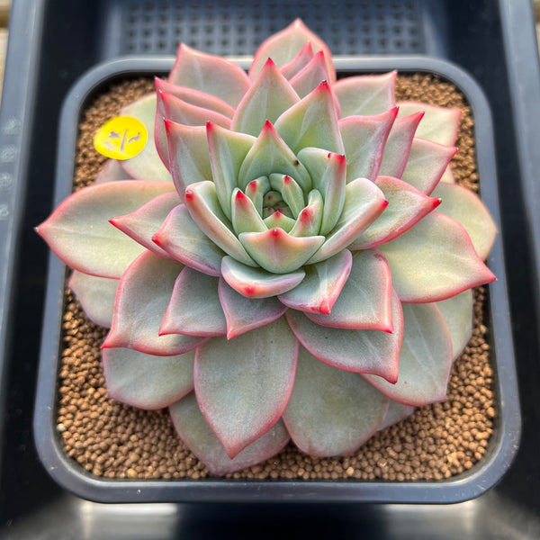 Echeveria 'Nicholas' 5" New Hybrid Succulent Plant Cutting