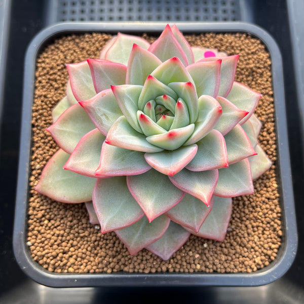 Echeveria 'Nicholas' 5" New Hybrid Succulent Plant Cutting