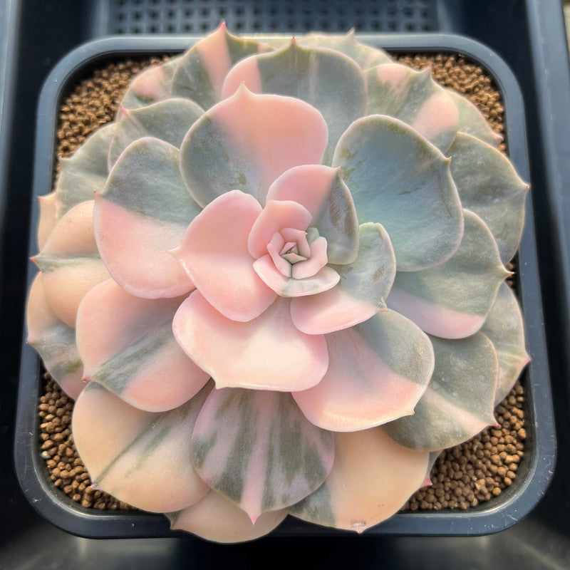 Echeveria 'Pollux' Variegated 5"-6" Large Succulent Plant Cutting