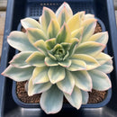 Echeveria 'Melanie' Variegated 5" Succulent Plant Cutting