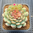 Echeveria 'Gold Work' 3" New Hybrid Succulent Plant Cutting