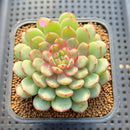 Echeveria 'Gold Work' 3" New Hybrid Succulent Plant Cutting