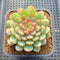 Echeveria 'Gold Work' 3" New Hybrid Succulent Plant Cutting