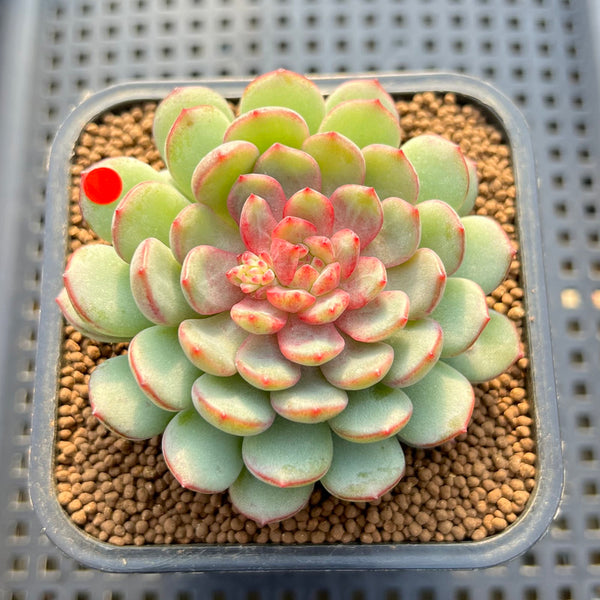 Echeveria 'Gold Work' 3" New Hybrid Succulent Plant Cutting