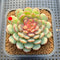 Echeveria 'Gold Work' 3" New Hybrid Succulent Plant Cutting