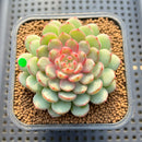 Echeveria 'Gold Work' 3" New Hybrid Succulent Plant Cutting