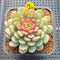 Echeveria 'Gold Work' 3" New Hybrid Succulent Plant Cutting