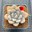 Graptoveria 'Opalina' Variegated 2"-3" Succulent Plant Cutting