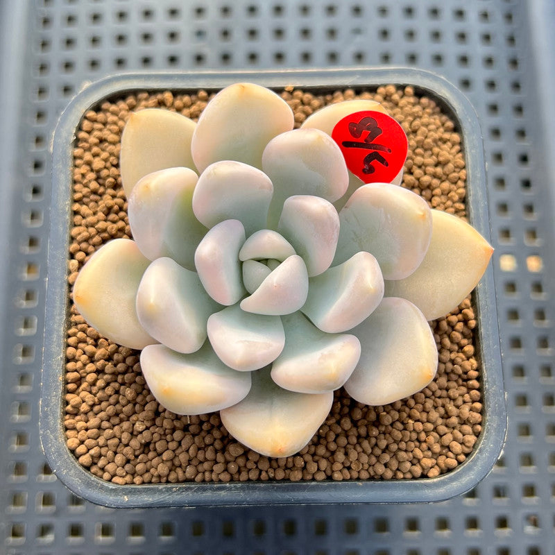 Graptoveria 'Opalina' Variegated 2"-3" Succulent Plant Cutting