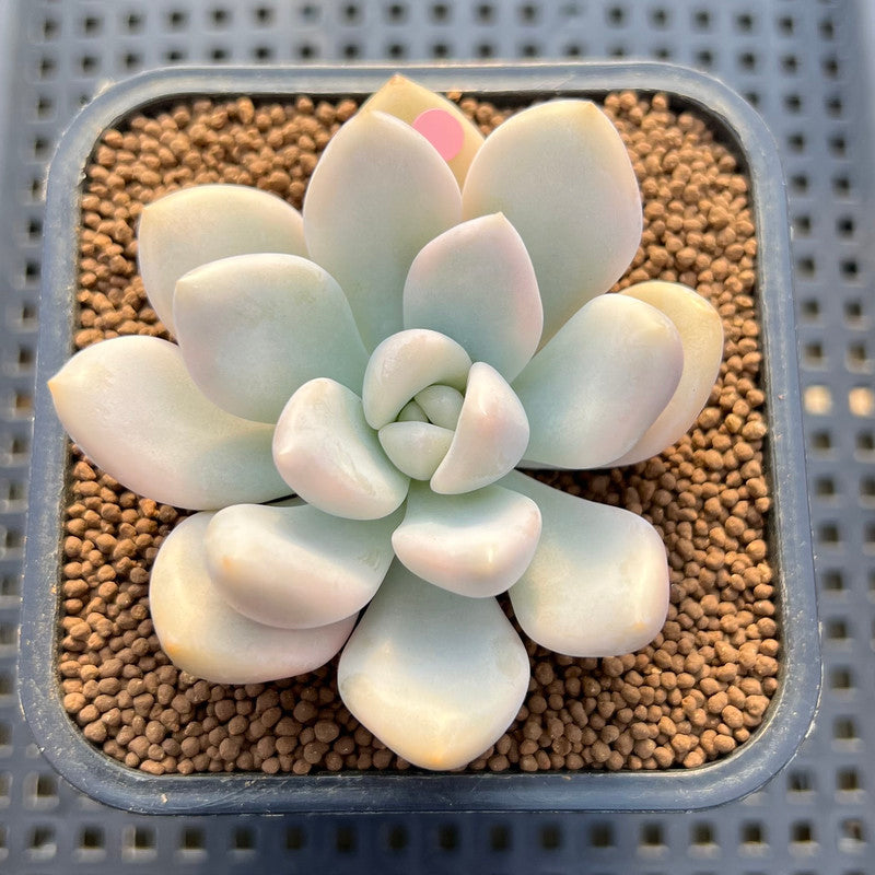 Graptoveria 'Opalina' Variegated 2"-3" Succulent Plant Cutting