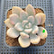 Graptoveria 'Opalina' Variegated 2"-3" Succulent Plant Cutting