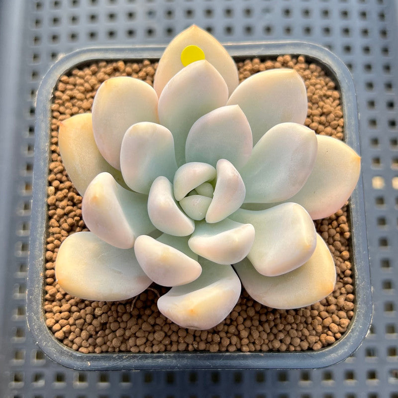 Graptoveria 'Opalina' Variegated 2"-3" Succulent Plant Cutting