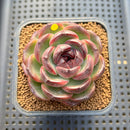 Echeveria 'Purple Candy' 2" Succulent Plant Cutting