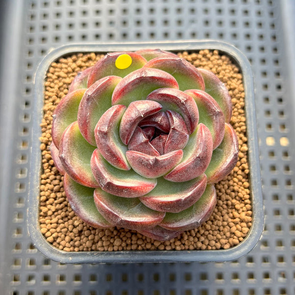 Echeveria 'Purple Candy' 2" Succulent Plant Cutting