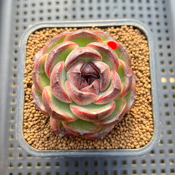 Echeveria 'Purple Candy' 2" Succulent Plant Cutting