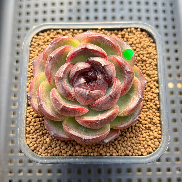 Echeveria 'Purple Candy' 2" Succulent Plant Cutting