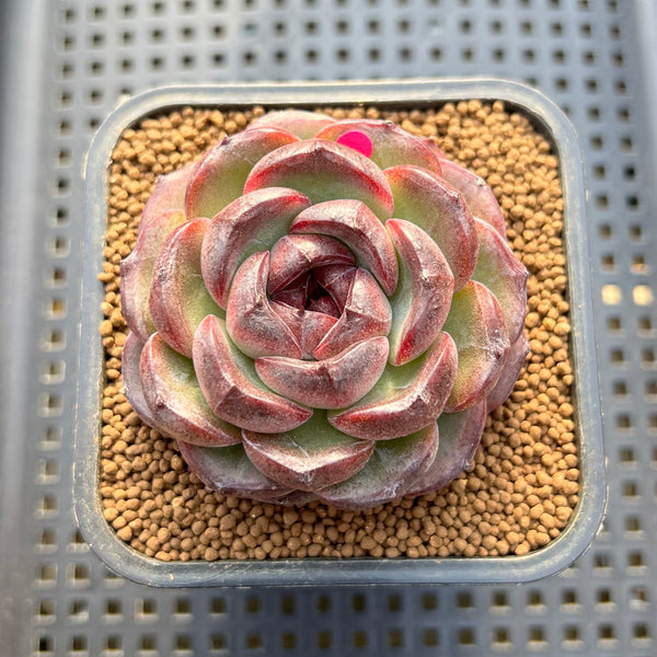 Echeveria 'Purple Candy' 2" Succulent Plant Cutting