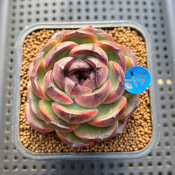 Echeveria 'Purple Candy' 2" Succulent Plant Cutting