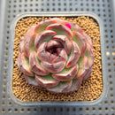 Echeveria 'Purple Candy' 2" Succulent Plant Cutting