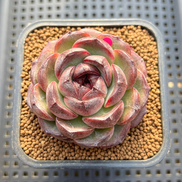 Echeveria 'Purple Candy' 2" Succulent Plant Cutting